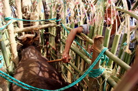 Cow Killing Festival Of Indigenous People