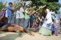 Cow Killing Festival Of Indigenous People