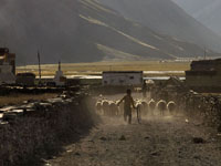 A young Changpa sets out with his herd.