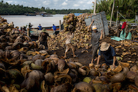 Vietnamese factory workers load wire baskets with coconut husks