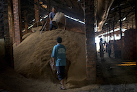 Workers fill baskets with rice husks