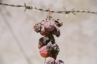 Grapes of war, Aaita El Chaab, Lebanon
